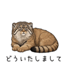 汎用マヌルネコスタンプ（個別スタンプ：11）