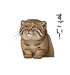 汎用マヌルネコスタンプ（個別スタンプ：15）