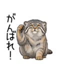 汎用マヌルネコスタンプ（個別スタンプ：20）