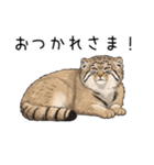 汎用マヌルネコスタンプ（個別スタンプ：21）