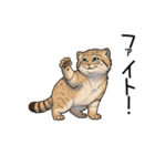 汎用マヌルネコスタンプ（個別スタンプ：22）