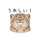 汎用マヌルネコスタンプ（個別スタンプ：25）