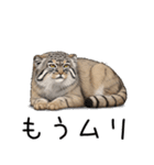 汎用マヌルネコスタンプ（個別スタンプ：27）