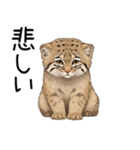 汎用マヌルネコスタンプ（個別スタンプ：31）