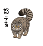 汎用マヌルネコスタンプ（個別スタンプ：32）