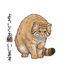 汎用マヌルネコスタンプ（個別スタンプ：33）