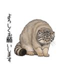 汎用マヌルネコスタンプ（個別スタンプ：34）