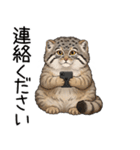 汎用マヌルネコスタンプ（個別スタンプ：37）