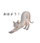 汎用コーニッシュレックススタンプ（個別スタンプ：1）