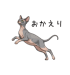 汎用コーニッシュレックススタンプ（個別スタンプ：8）
