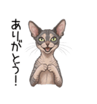 汎用コーニッシュレックススタンプ（個別スタンプ：9）