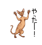 汎用コーニッシュレックススタンプ（個別スタンプ：16）