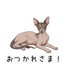 汎用コーニッシュレックススタンプ（個別スタンプ：21）