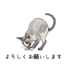 汎用コーニッシュレックススタンプ（個別スタンプ：33）