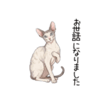 汎用コーニッシュレックススタンプ（個別スタンプ：34）