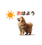 動く▶️チャウチャウ犬♪毎日使える挨拶♡（個別スタンプ：1）