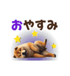 動く▶️チャウチャウ犬♪毎日使える挨拶♡（個別スタンプ：3）