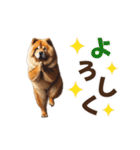 動く▶️チャウチャウ犬♪毎日使える挨拶♡（個別スタンプ：6）