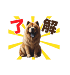 動く▶️チャウチャウ犬♪毎日使える挨拶♡（個別スタンプ：7）