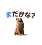 動く▶️チャウチャウ犬♪毎日使える挨拶♡（個別スタンプ：12）