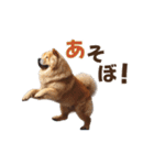 動く▶️チャウチャウ犬♪毎日使える挨拶♡（個別スタンプ：14）
