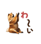 動く▶️チャウチャウ犬♪毎日使える挨拶♡（個別スタンプ：16）