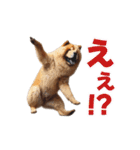 動く▶️チャウチャウ犬♪毎日使える挨拶♡（個別スタンプ：17）