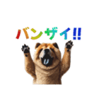 動く▶️チャウチャウ犬♪毎日使える挨拶♡（個別スタンプ：19）
