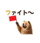 動く▶️チャウチャウ犬♪毎日使える挨拶♡（個別スタンプ：20）