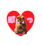 動く▶️チャウチャウ犬♪毎日使える挨拶♡（個別スタンプ：21）