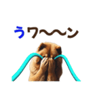 動く▶️チャウチャウ犬♪毎日使える挨拶♡（個別スタンプ：22）