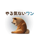 動く▶️チャウチャウ犬♪毎日使える挨拶♡（個別スタンプ：23）