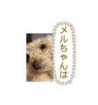 めるるの新一セレクト⑤（個別スタンプ：3）