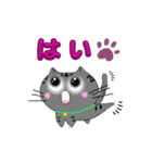 アメショぽんず日常SP（個別スタンプ：12）