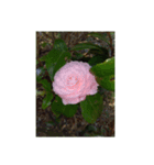 My Flower（個別スタンプ：1）