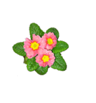 My Flower（個別スタンプ：4）
