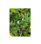 My Flower（個別スタンプ：5）