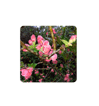 My Flower（個別スタンプ：8）