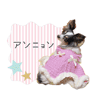パピヨンの夢ちゃん♡6（個別スタンプ：2）