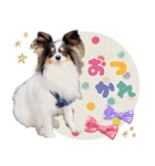 パピヨンの夢ちゃん♡6（個別スタンプ：3）