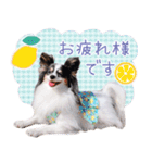 パピヨンの夢ちゃん♡6（個別スタンプ：4）