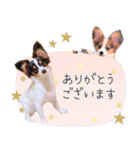 パピヨンの夢ちゃん♡6（個別スタンプ：5）