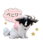 パピヨンの夢ちゃん♡6（個別スタンプ：9）
