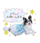 パピヨンの夢ちゃん♡6（個別スタンプ：10）