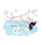 パピヨンの夢ちゃん♡6（個別スタンプ：14）