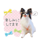 パピヨンの夢ちゃん♡6（個別スタンプ：15）
