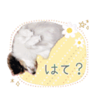 パピヨンの夢ちゃん♡6（個別スタンプ：16）