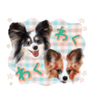 パピヨンの夢ちゃん♡6（個別スタンプ：17）