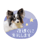 パピヨンの夢ちゃん♡6（個別スタンプ：18）