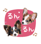 パピヨンの夢ちゃん♡6（個別スタンプ：19）